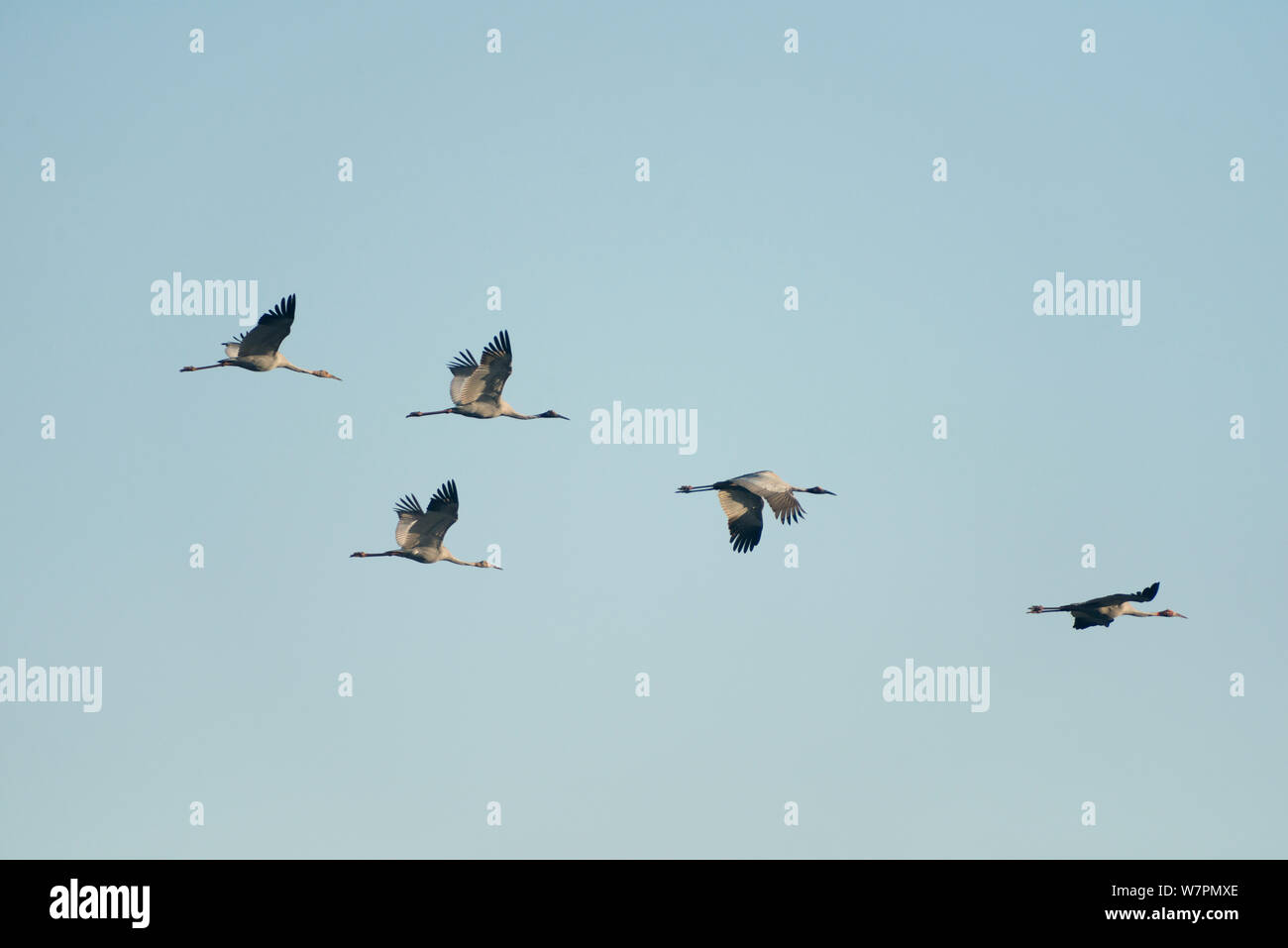 Fliegende Kraniche Stockfotos Und Bilder Kaufen Seite 3 Alamy