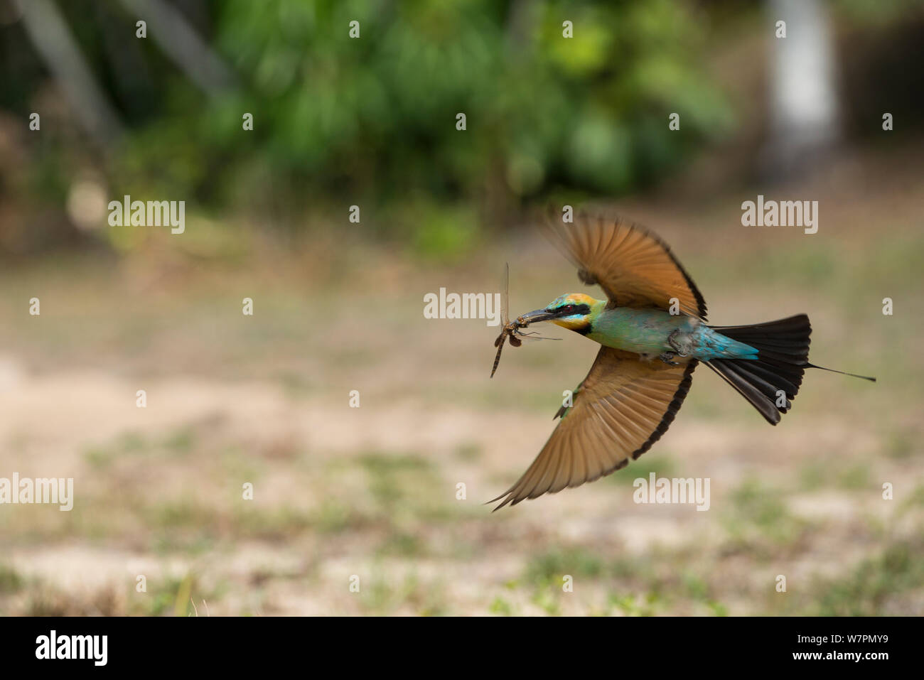 Rainbow Bienenfresser (Merops ornatus) im Flug mit Insekt. Cairns, Queensland, Australien Stockfoto