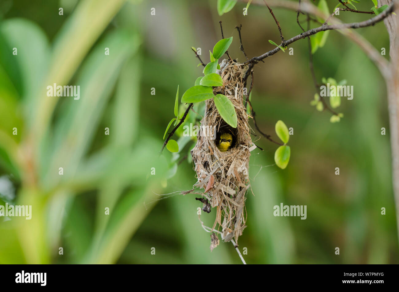 Weibliche Olive-backed/Yellow-bellied Sunbird in ihrem Nest (Cinnyris jugularis) Australien. Stockfoto