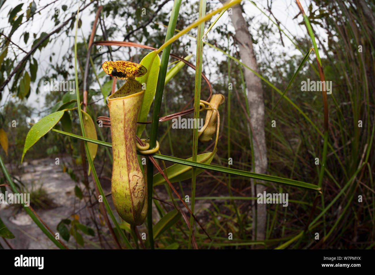 Schlauchpflanzen (Nepenthes sp) Bako Nationalpark, Sarawak, Malaysia Borneo Stockfoto