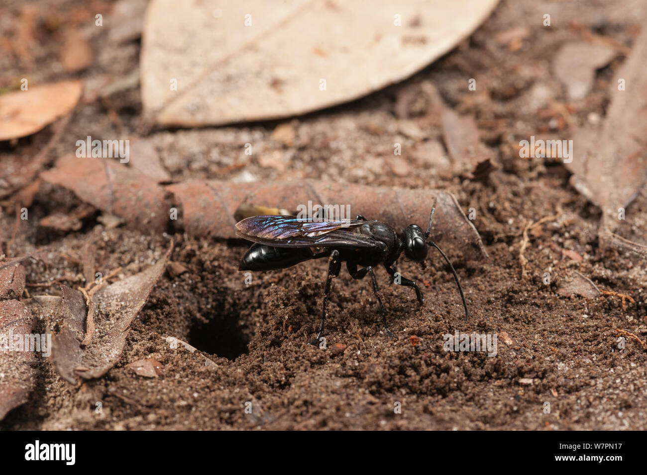 Scoliid Wasp (Scoliidae) durch Burrow, Tanjung Puting Nationalpark, Borneo, Kalimantan, Indonesien Stockfoto