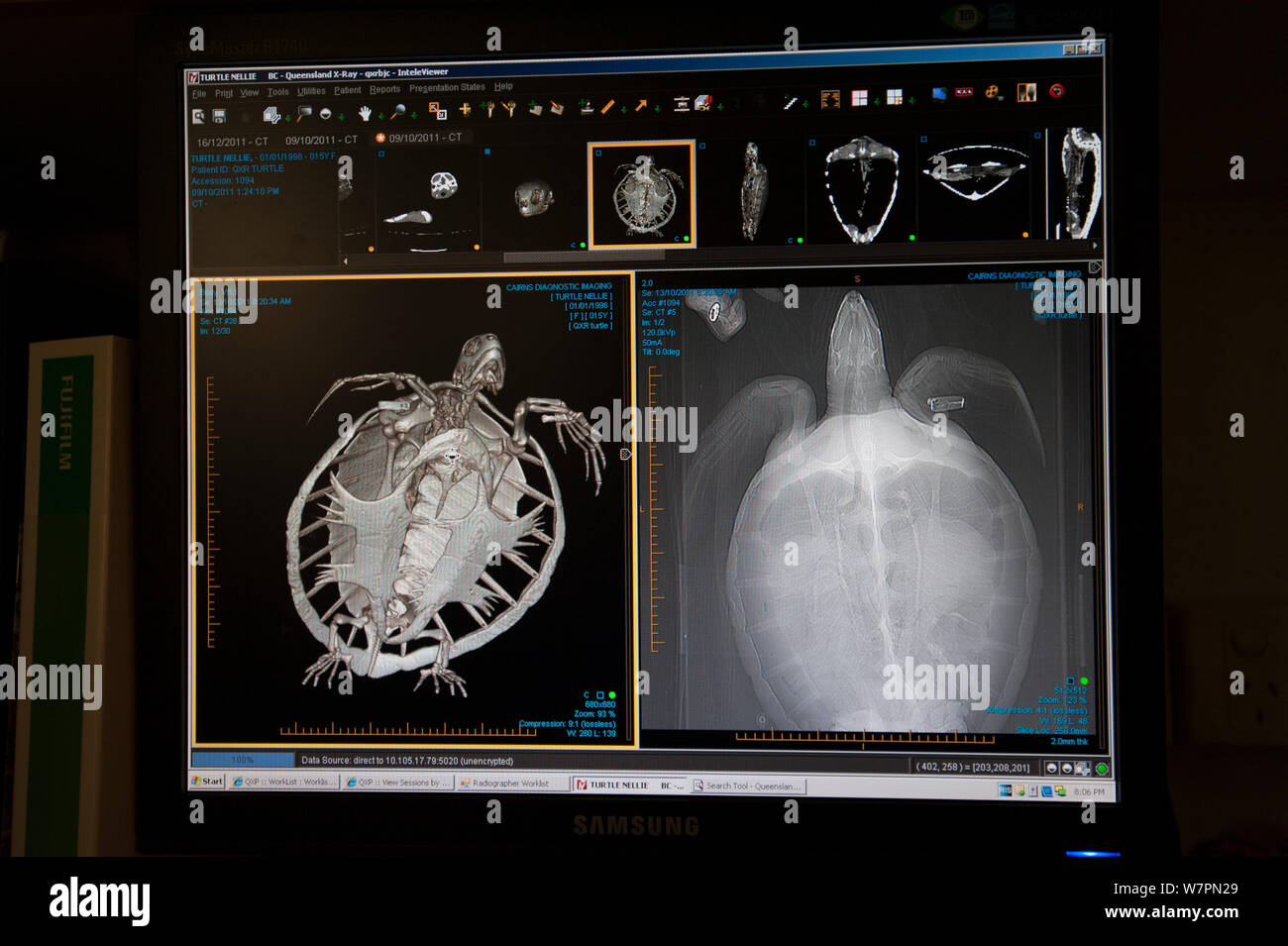 CT-Scan der verletzten Grüne Schildkröte 'Angie' (Chelonia mydas) von der Cairns Turtle Rehabilitation Centre, Cairns Diagnostische Bildgebung. Queensland, Australien Stockfoto