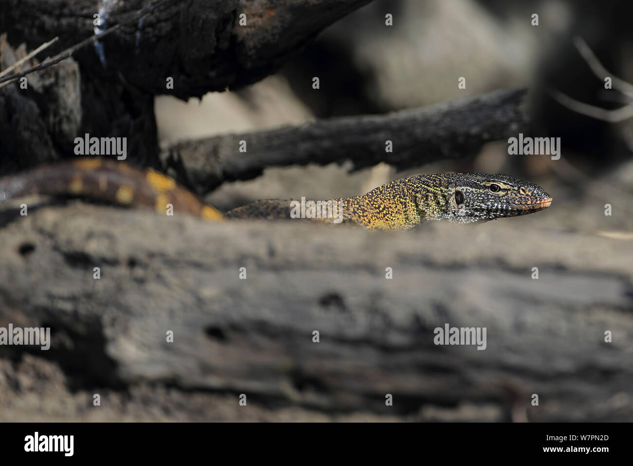 Nil Monitor (Varanus niloticus) hinter anmelden, Gambia Stockfoto