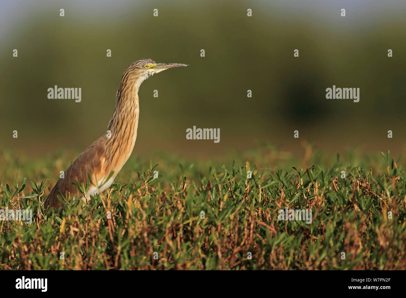 Squacco Heron (Ardeola ralloides) Profil ansehen, Gambia Stockfoto