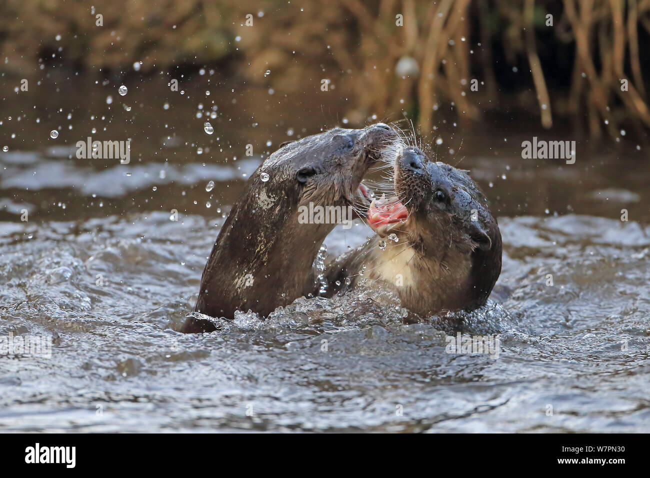 Wild gemeinsame Fischotter (Lutra lutra) kämpfen, Thetford, Norfolk, UK, März Stockfoto