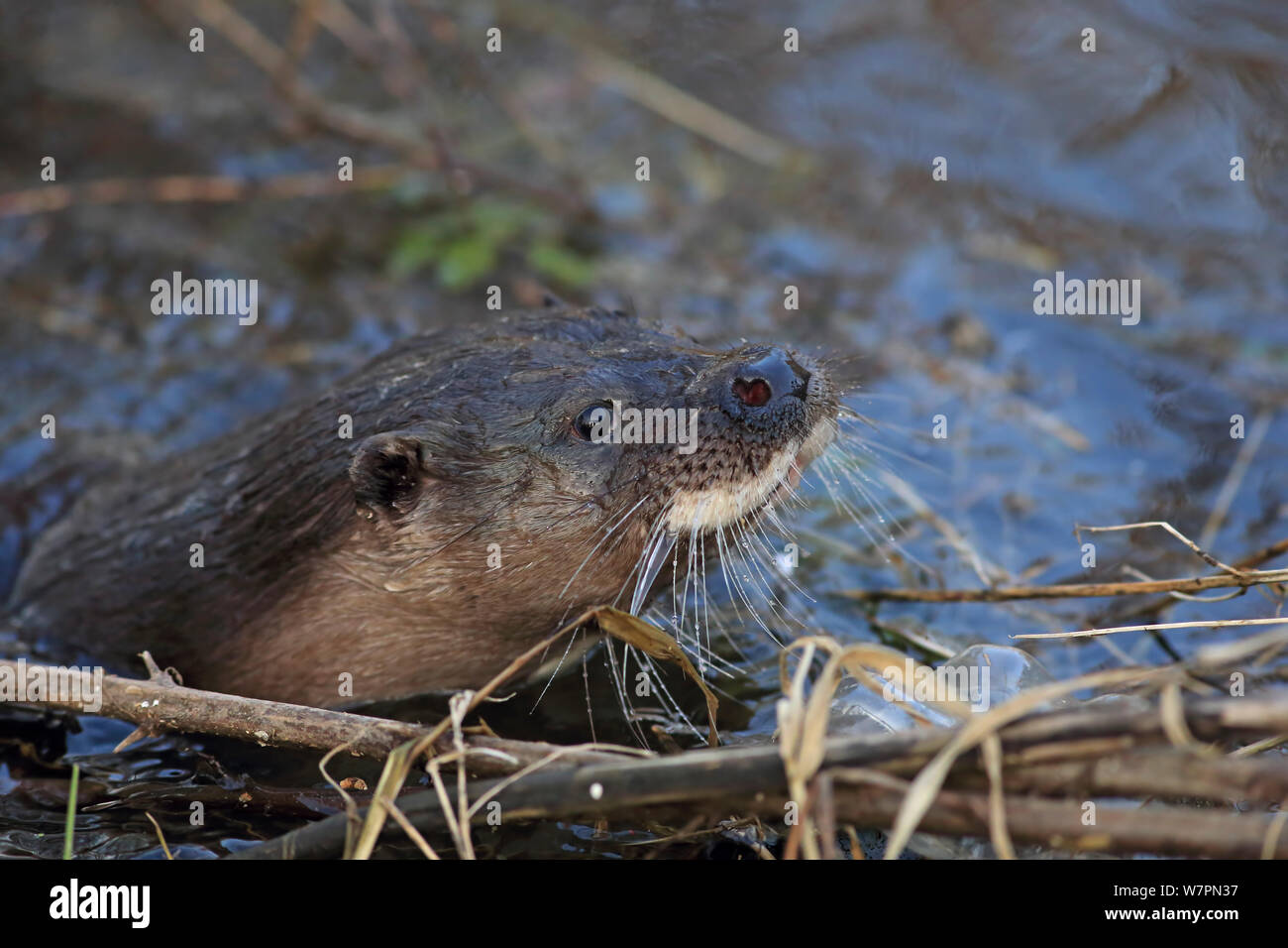 Wild gemeinsame Fischotter (Lutra lutra) in Wasser, Thetford, Norfolk, UK, März Stockfoto