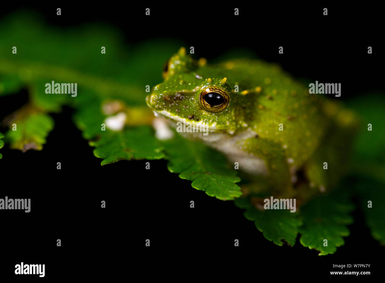 Bellen Räuber Frosch (Pristimantis inusitatus), Ecuador, Gefährdete spcies. Stockfoto