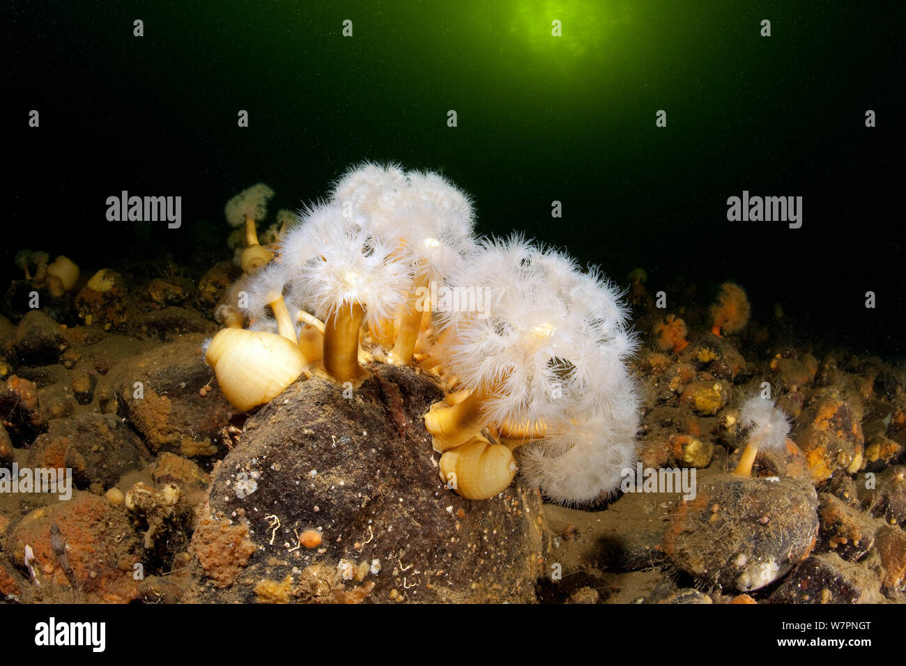 Aggregation der Anemone (Metridium senile) Weißes Meer, Arctic Circle Dive Center, Karelien, Nordrussland, September Stockfoto