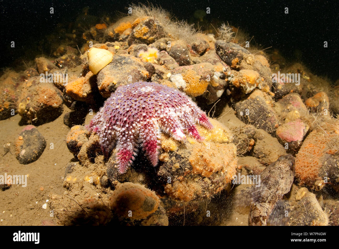 Sunstar (Crossaster papposus) Weißes Meer, Arctic Circle Dive Center, Karelien, Nordrussland, September Stockfoto