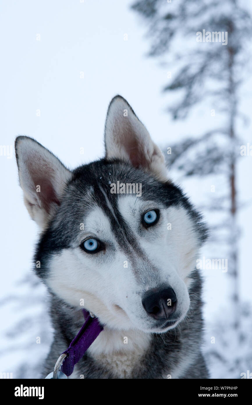 Siberian Husky Schlittenhund Portrait, Kopf zur Seite neigte, riisitunturi Nationalpark, Lappland, Finnland, Juli Stockfoto