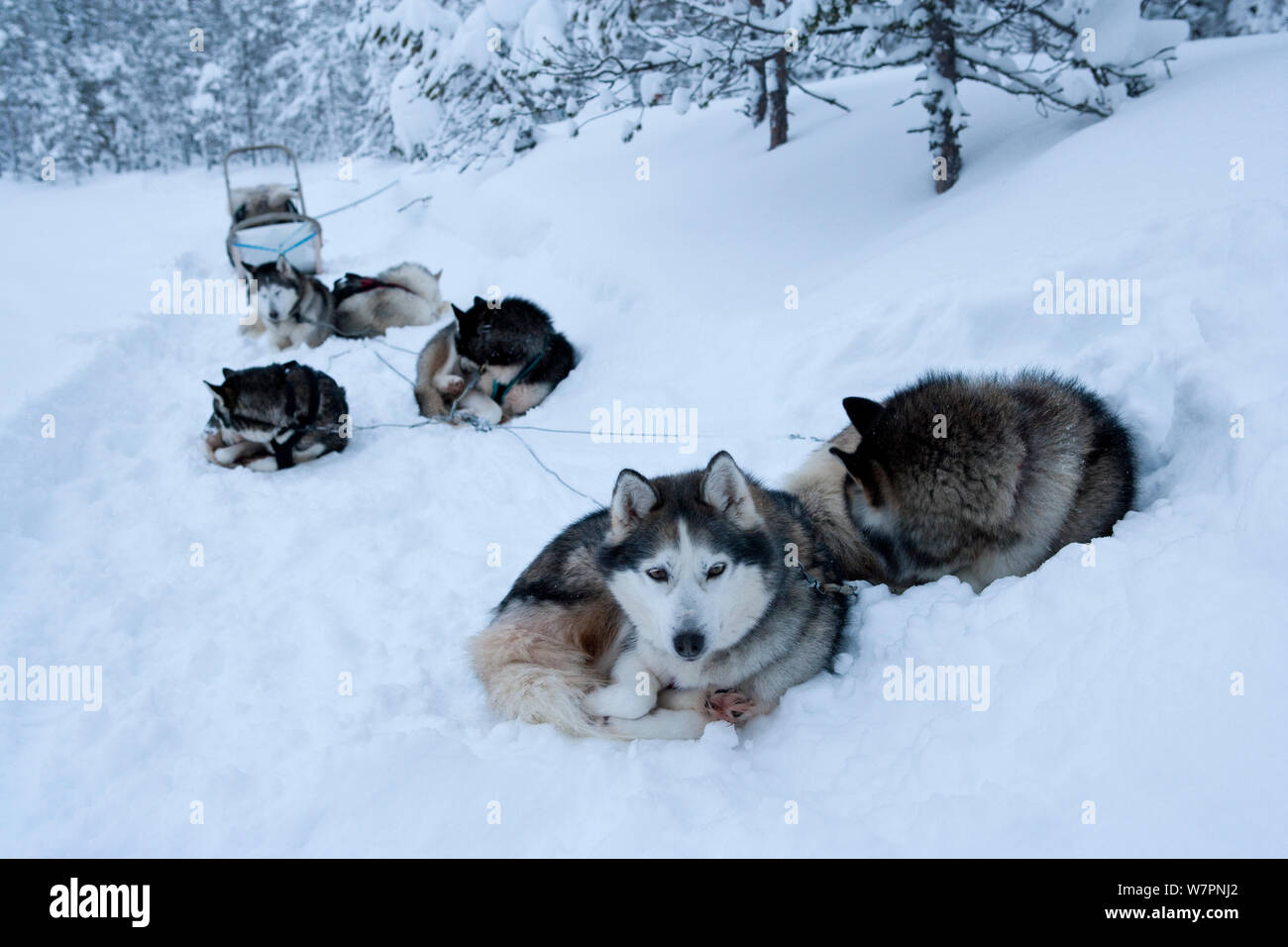 Siberian Husky Schlittenhunde im Schnee ruht, innen Riisitunturi Nationalpark, Lappland, Finnland Stockfoto