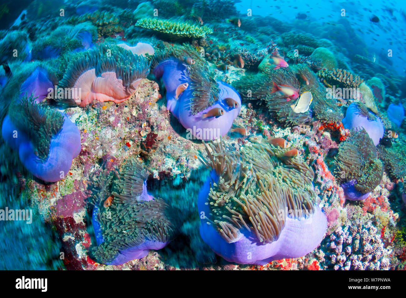 Wunderschöne Seeanemonen (Heteractis magnifica) mit Blackfoot anemonenfischen Amphiprion nigripes) (Malediven, Indischer Ozean Stockfoto