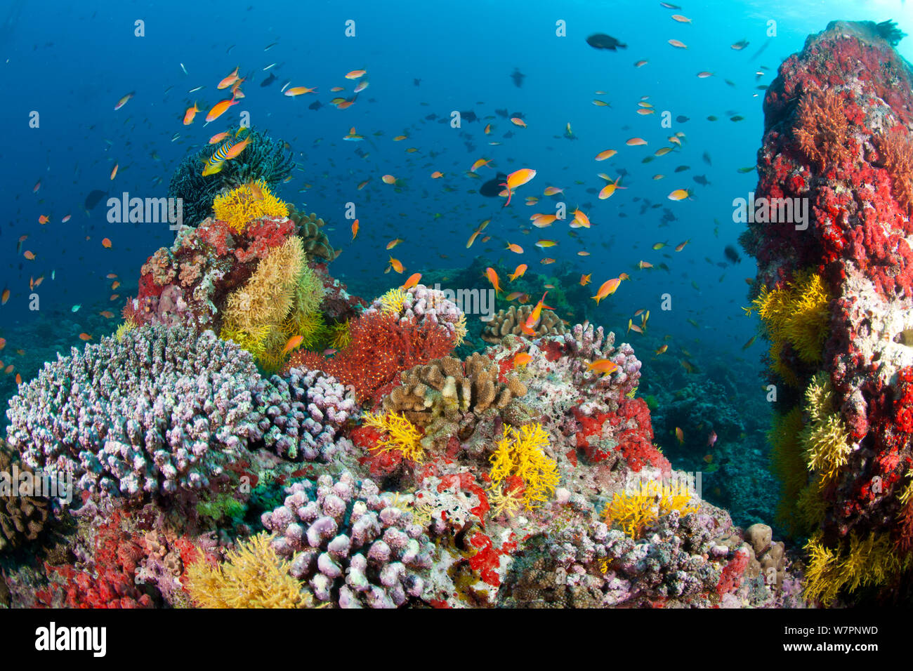 Coral Reef scenic mit Fisch, Malediven, Indischer Ozean Stockfoto