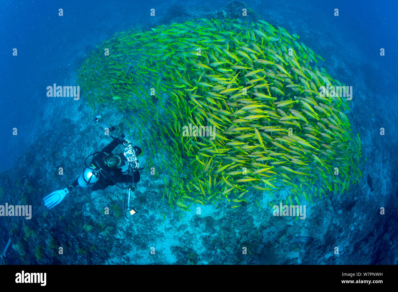 Scuba Diver mit Schwarm von 5-line Schnapper (Lutjanus quinquelineatus) Malediven, Indischer Ozean, November Stockfoto