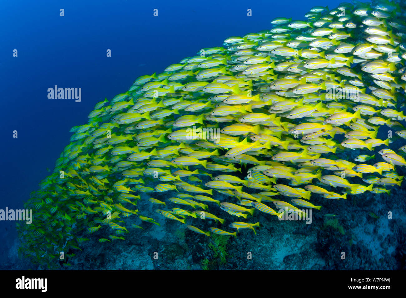 Schwarm von 5-line Schnapper (Lutjanus quinquelineatus) Malediven, Indischer Ozean Stockfoto