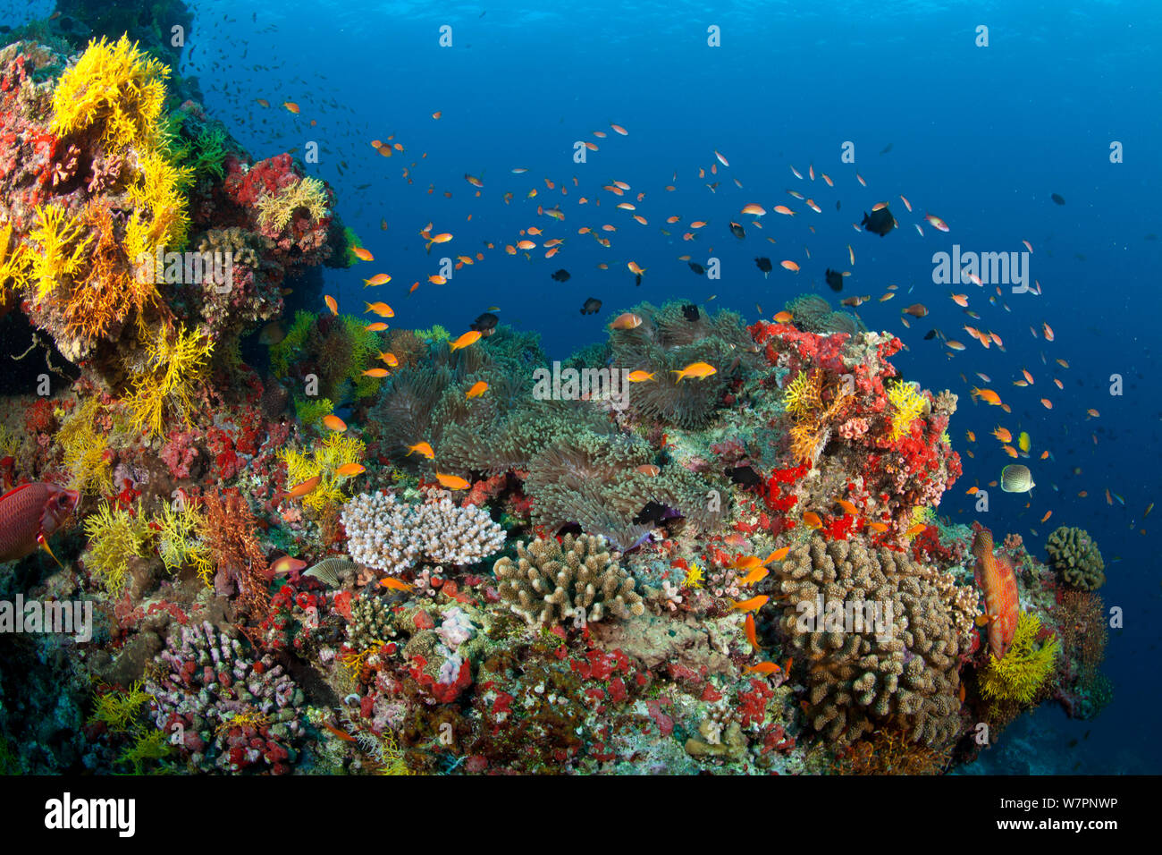 Coral Reef Scenic, Malediven Indischer Ozean Stockfoto