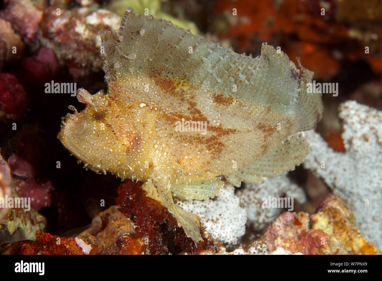 Leaf scorpion Fisch (Taenianotus triacantus) Malediven, Indischer Ozean Stockfoto