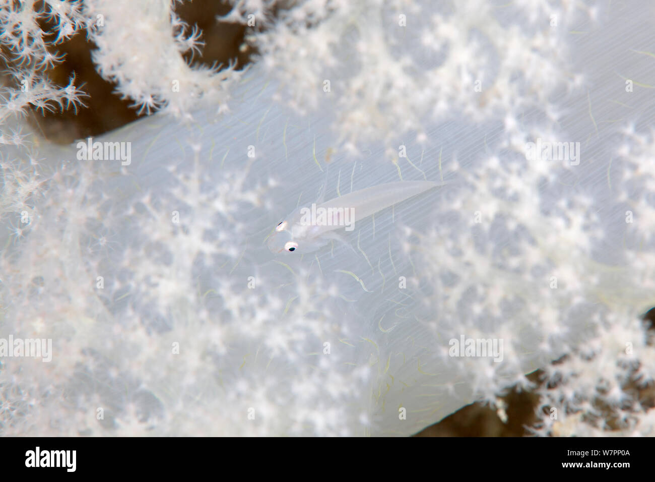 Soft coral Pleurosicya ghostgoby (boldinghi) auf soft Coral, Malediven, Indischer Ozean Stockfoto