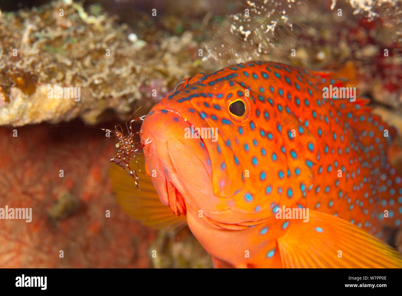 Zinnoberrot Rock cod (Cephalopholis Miniata) mit Putzergarnelen, Malediven, Indischer Ozean Stockfoto