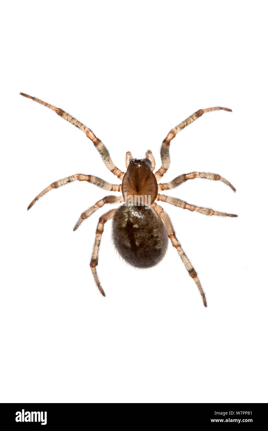 Vertreter der cobweb Spider (Theridiidae) auf Kreta, Griechenland, März meetyourneighbors.net Projekt Stockfoto