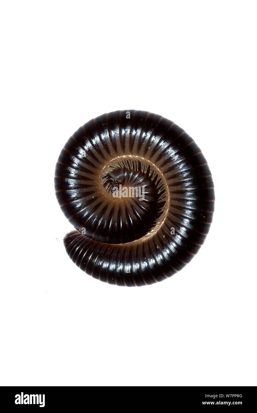 Gemeinsame Tausendfüßler (Megaphyllum sp) eingerollt in der Verteidigung, Kreta, meetyourneighbors.net Projekt Stockfoto