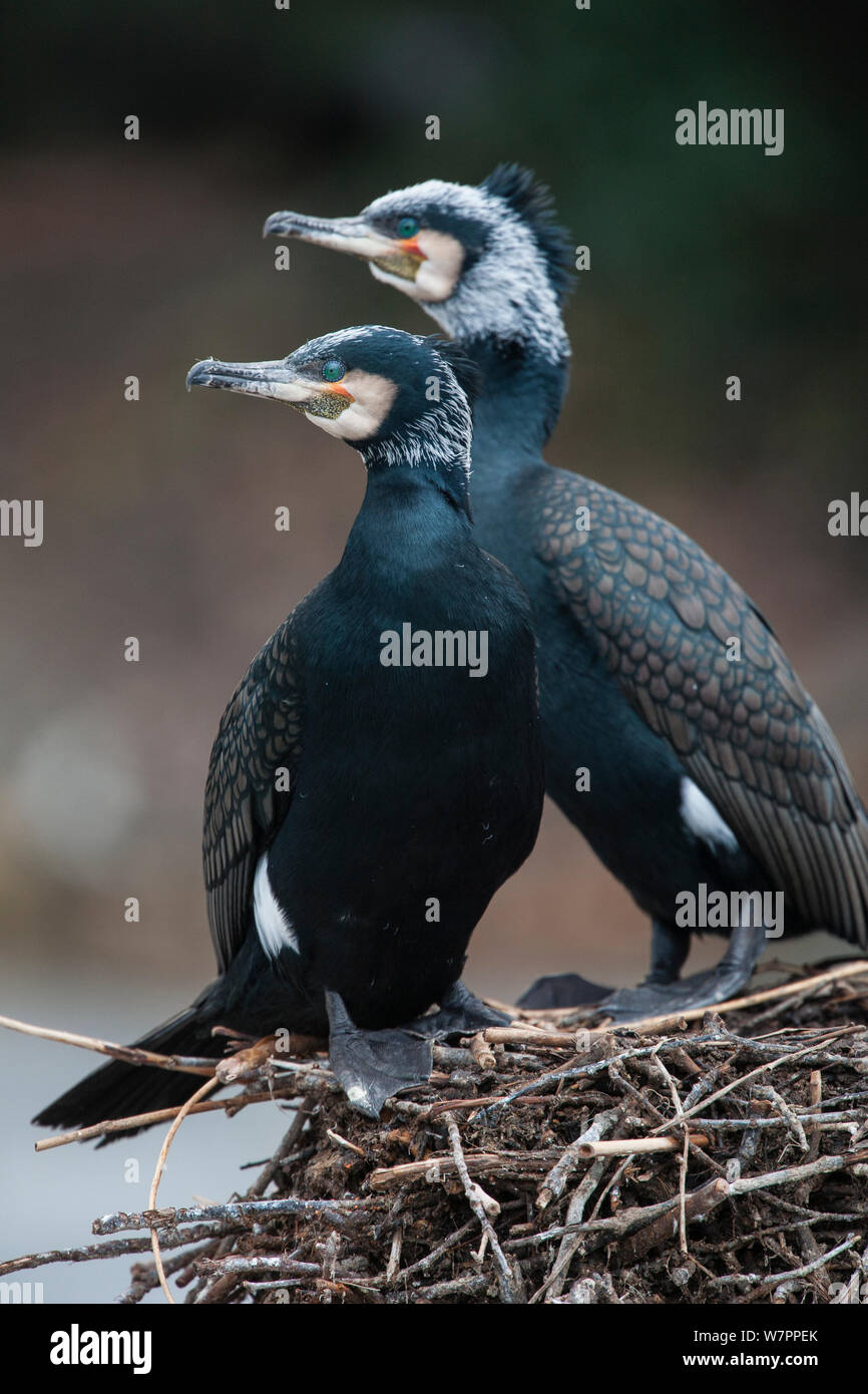 Wild Kormoran (Phalacrocorax carbo sinensis) Paar in der Zucht Gefieder auf einem Nest in Berlin Zoologischer Garten, Deutschland, Februar Stockfoto