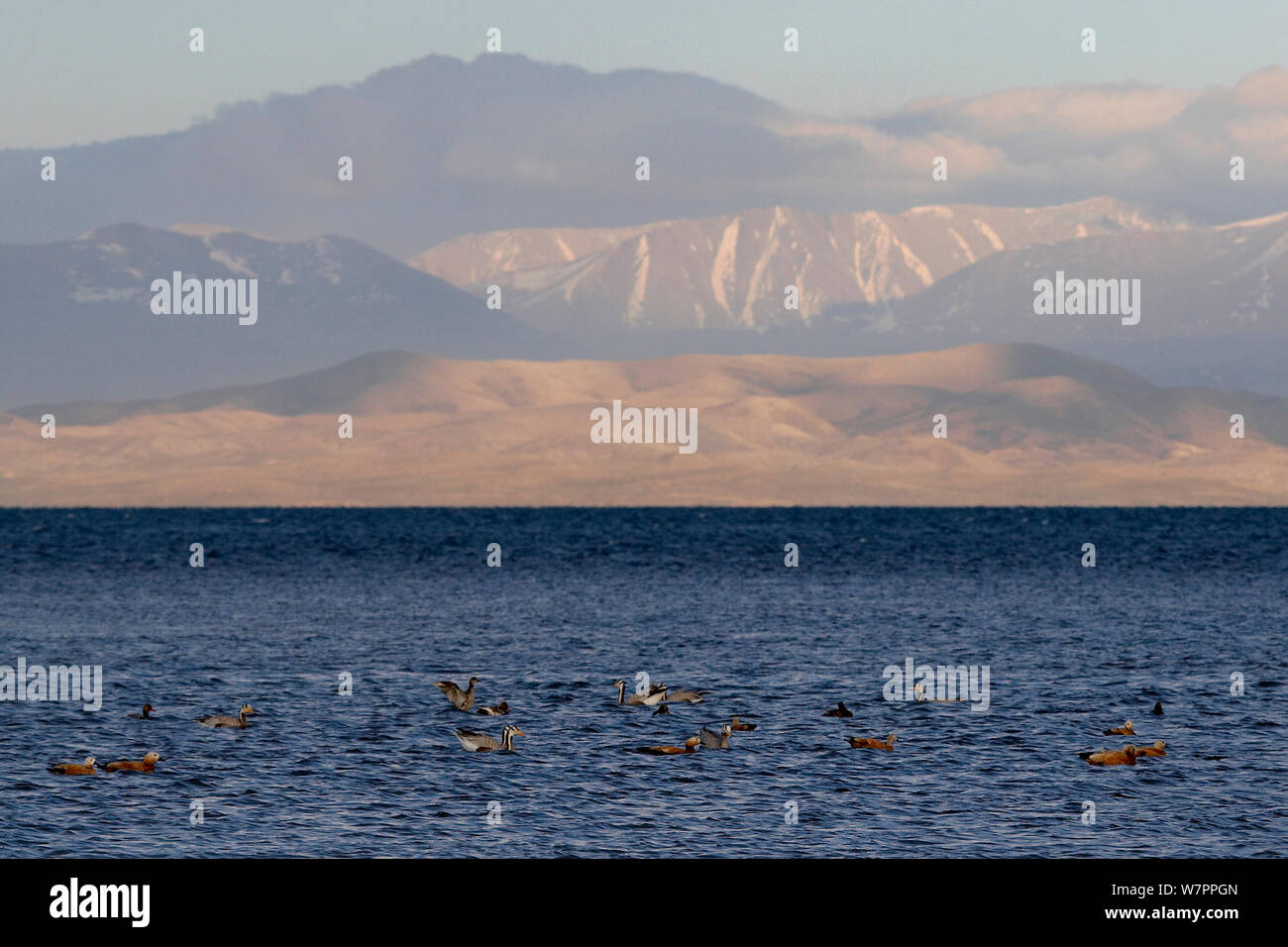 Bar vorangegangen Gänse (Anser indicus), bräunlich Brandente (Tadorna ferruginea) und Kolbenente (Netta rufina) bei Sonnenuntergang auf dem heiligen See der See Manasarovar, Tibet. Juni Stockfoto