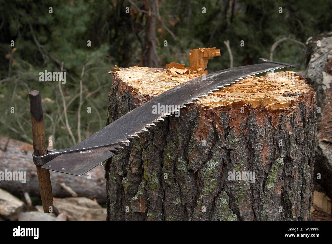Zwei-mann sah auf vor kurzem Schnitt Chir Kiefer (Pinus roxburghii) Salli Khola (9521 ft), Humal Region, Nepal Stockfoto