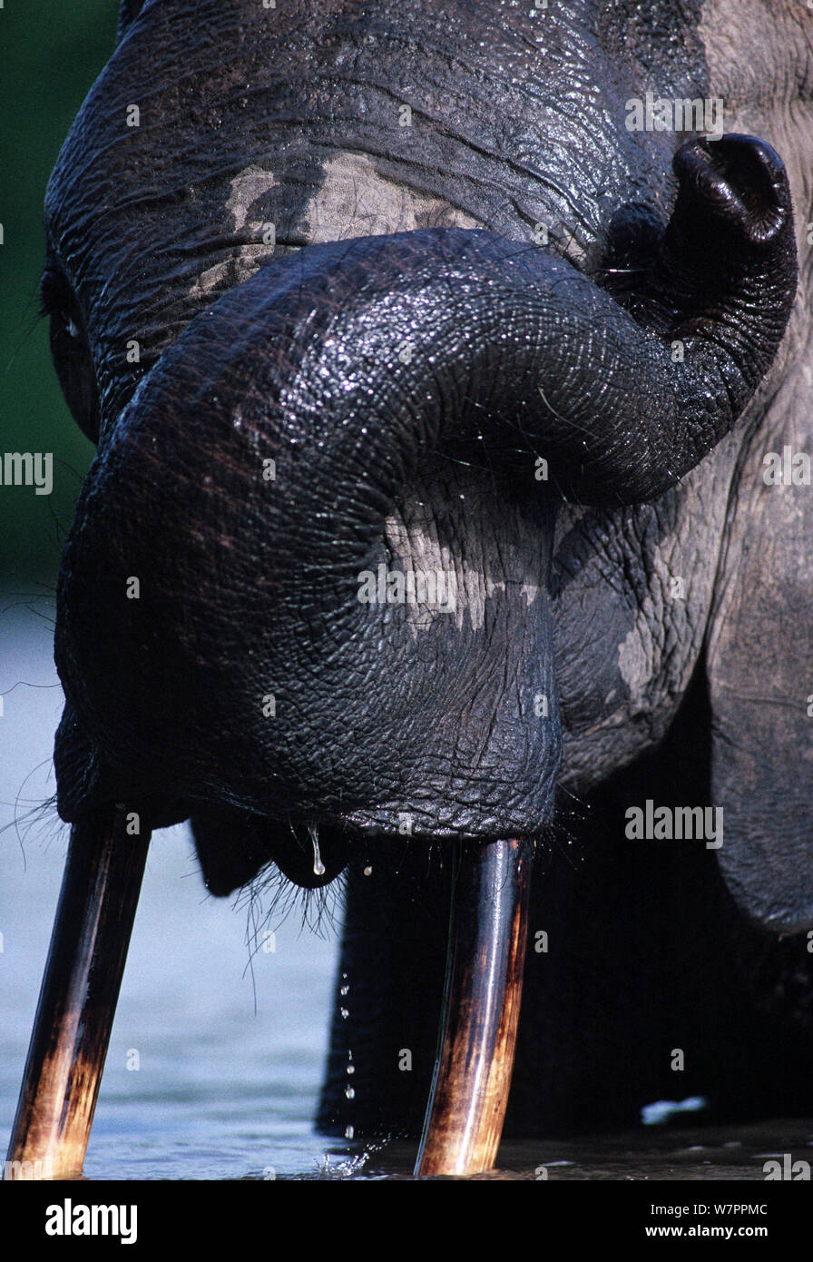 Afrikanischer Elefant (Loxodonta africana) im Fluss reiben Auge mit trunk, Garamba National Park in der Demokratischen Republik Kongo. Stockfoto