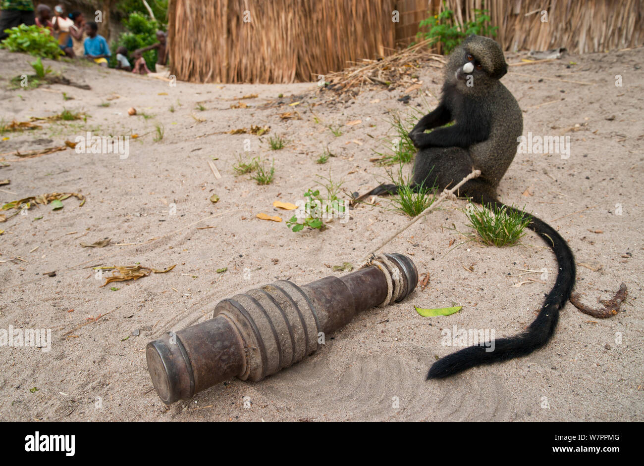 Putty gerochene Affen (Cercopithecus nictitans nictitans) junge Frau mit einem schweren alten Motor Teil gebunden gefangen in einem Dorf in der Nähe der Wald gehalten wird. Die Mutter wurde von einem Jäger, was bedeutet, dass der Knabe als Haustier gehalten wird und spielen, bis Alt genug gegessen zu werden. Krankheitserreger in der Lage sind, von solchen Die tierischen Reservoirs in die Menschheit. "Zoonose" ist verantwortlich für die Übertragung des HIV-Virus von Primaten auf den Menschen, die mit der AIDS-Krankheit bei Menschen führt. In der Nähe von bayanga Dzanga-Ndoki-Nationalpark, Zentralafrikanische Republik Stockfoto