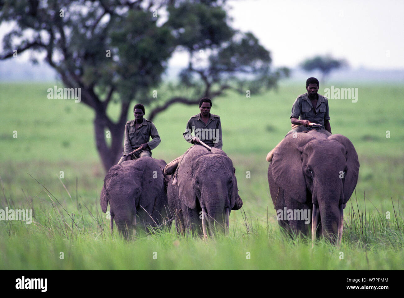 Domestizierte afrikanische Elefanten (Loxodonta africana) mit Cornacs über Garamba National Park, Nagero, Nord-östlichen Zaire, jetzt Demokratische Republik Kongo Stockfoto