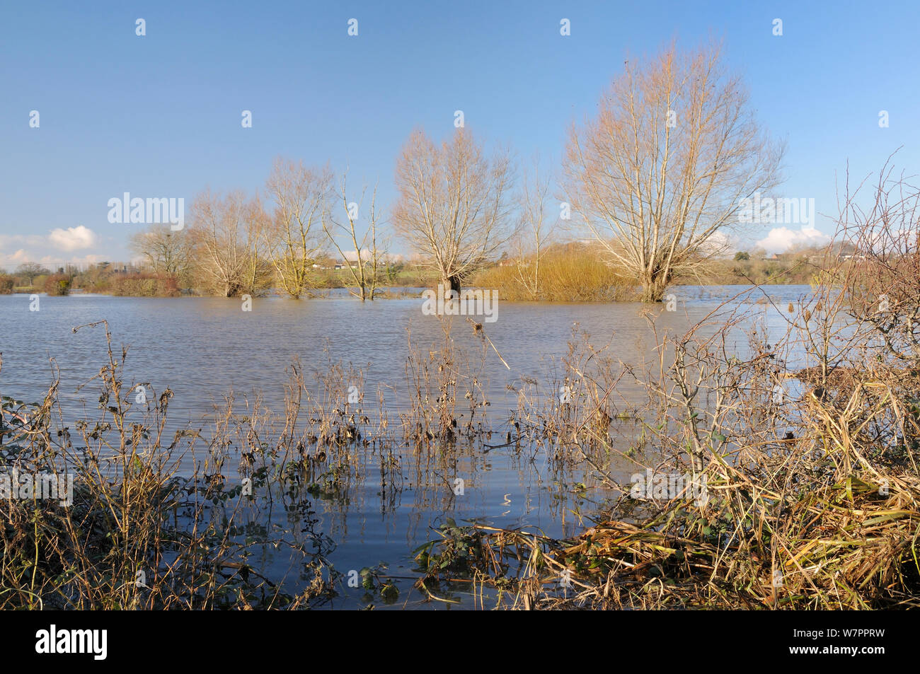 Überschwemmten Weideland, Hecke und Weiden (Salix sp.) in der Nähe von Hambridge auf der Somerset Levels nach Wochen der Heavy Rain, UK, Dezember 2012. Stockfoto