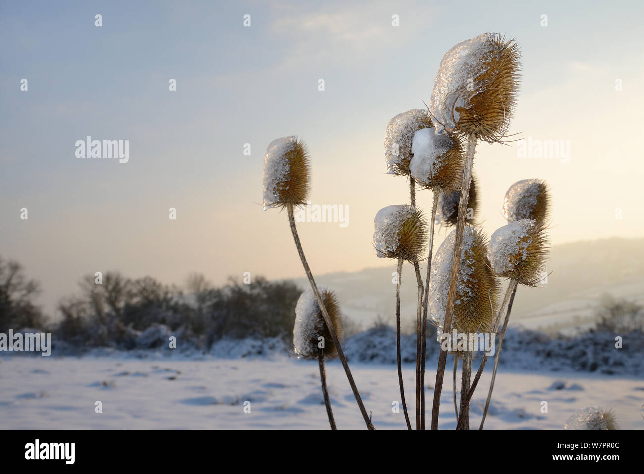 Seedheads der Gemeinsamen Karde (Dipsacus fullonum) teilweise bedeckt mit Eis geschmolzener Schnee, direkt angrenzend an den verschneiten Weiden im Abendlicht, Wiltshire, UK, Januar 2013 Stockfoto