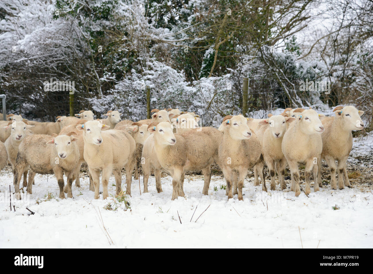 Herde von Wiltshire horn Schafe (Ovis aries) auf verschneiten Weiden, Wiltshire, UK, Januar 2013 Stockfoto