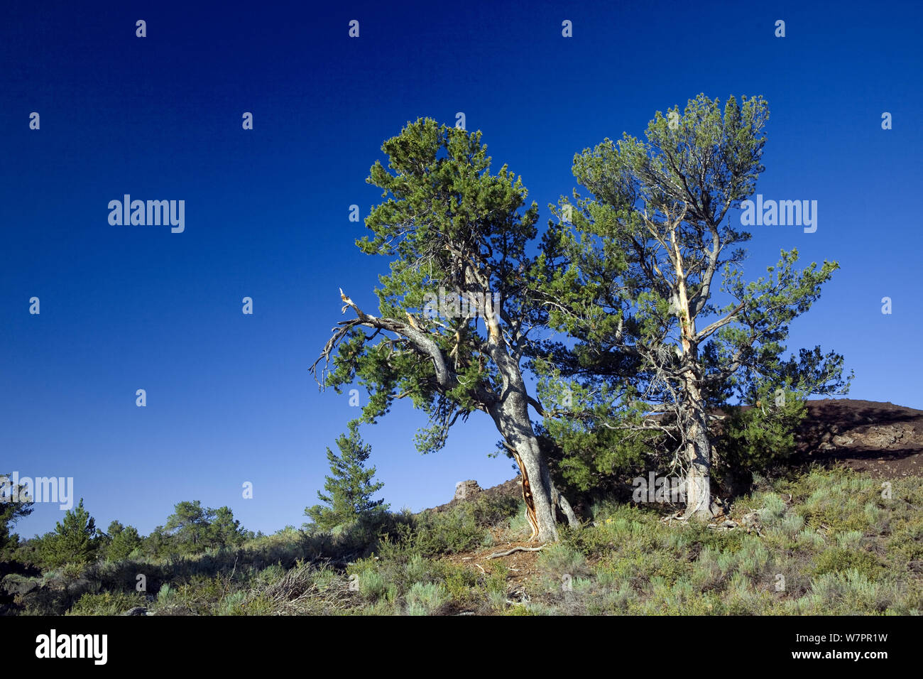 Protze Kiefern (Pinus Flexilis) entlang der Devils Orchard Nature Trail im Krater des Mondes National Monument und Bewahren. Idaho, USA, Juli Stockfoto
