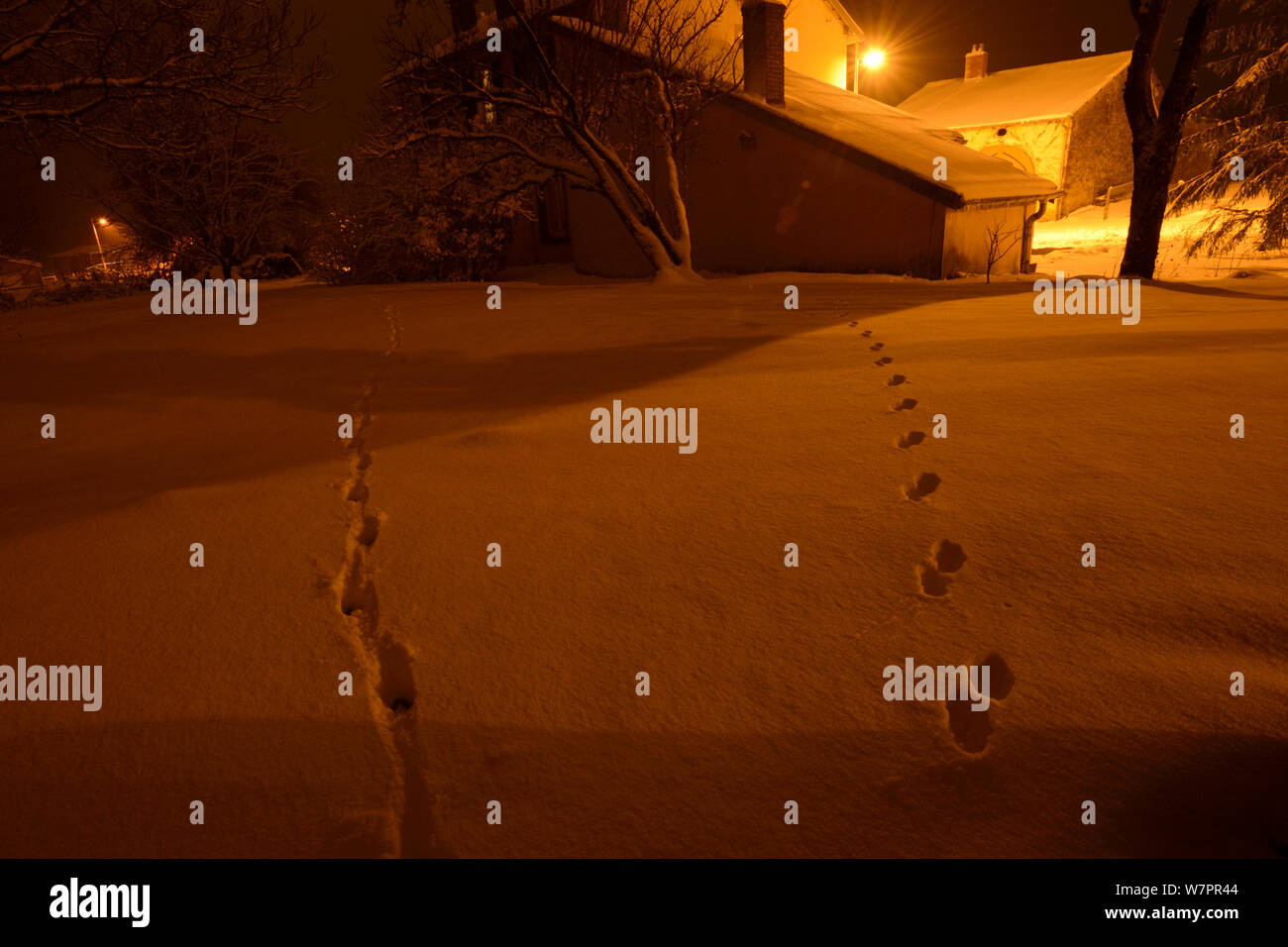 Tierspuren im Schnee in Garten Steinmarder (Martes foina) rechts und