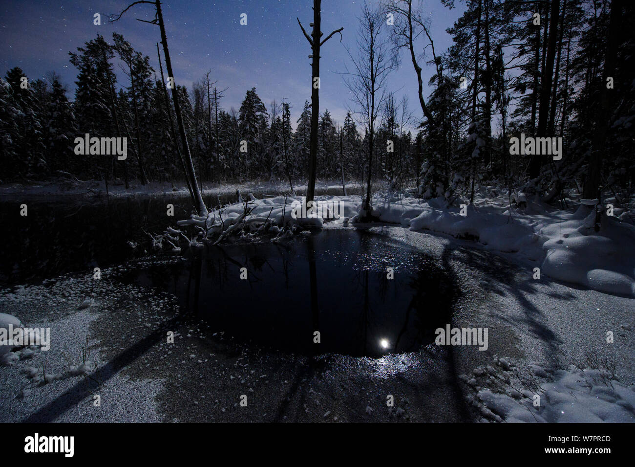 Vollmond im Wasser spiegelt, wie der Schnee über eine Feder schmilzt. Estland, Januar 2012. Stockfoto