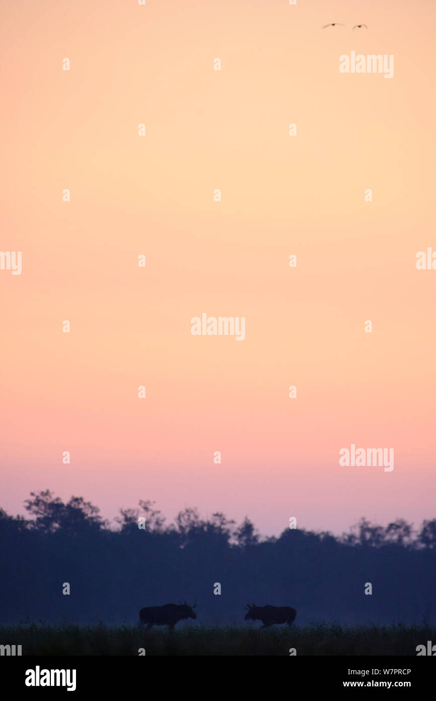 Zwei Bullen Elch (Alces alces) Dimensionierung gegenseitig während der jährlichen Rut nach Sonnenuntergang, mit wandernde Gänse im Flug. Estland, September. Stockfoto