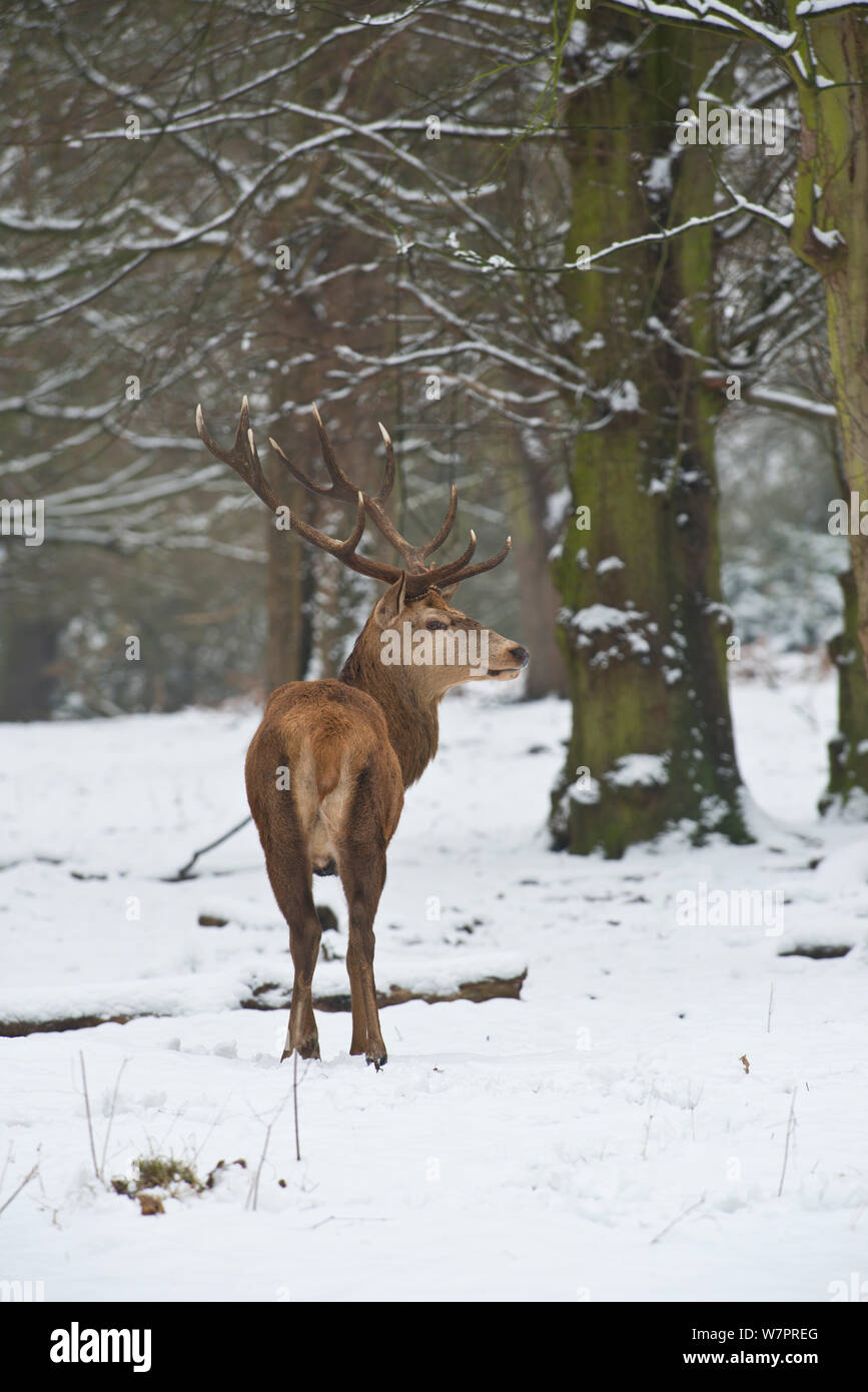 Red Deer (Cervus elaphus) Rothirsch im Schnee. Richmond, Surrey, England. Januar. Stockfoto