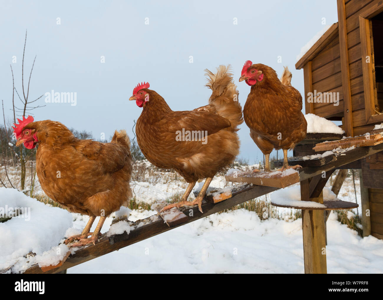 Inländische Hühner draussen Schnee Coop auf Zuteilung, England, Januar Stockfoto