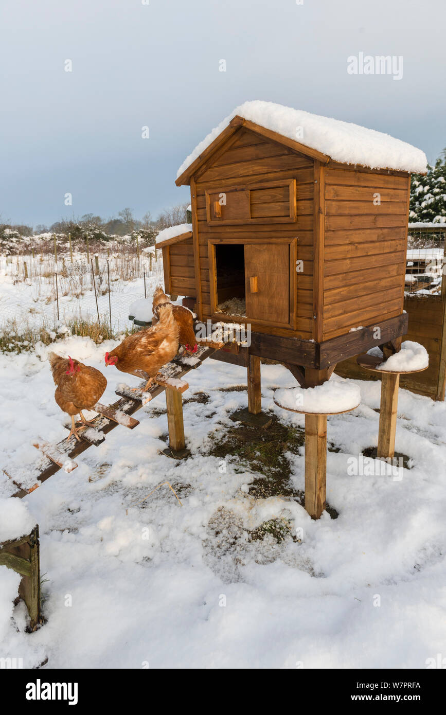 Inländische Hühner draussen Schnee Coop auf Zuteilung, die Ratte Schutz scheiben, England, Januar Stockfoto