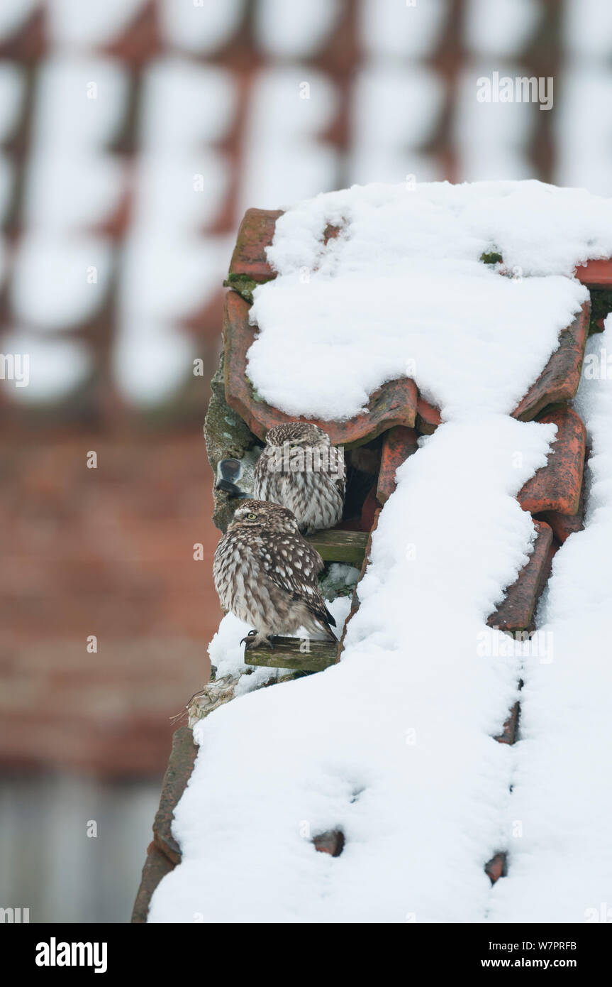 Steinkauz (Athene noctua) paar Erwachsene auf dem Dach von Schnee bedeckte verlassene Scheune, Norfolk, England, Januar Stockfoto