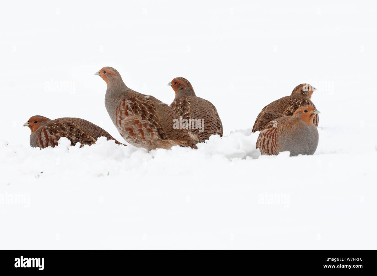 Englisch Rebhuhn (Perdix perdix) Gruppe von fünf Vögeln auf schneebedeckten Feld, Norfolk, England, Januar Stockfoto