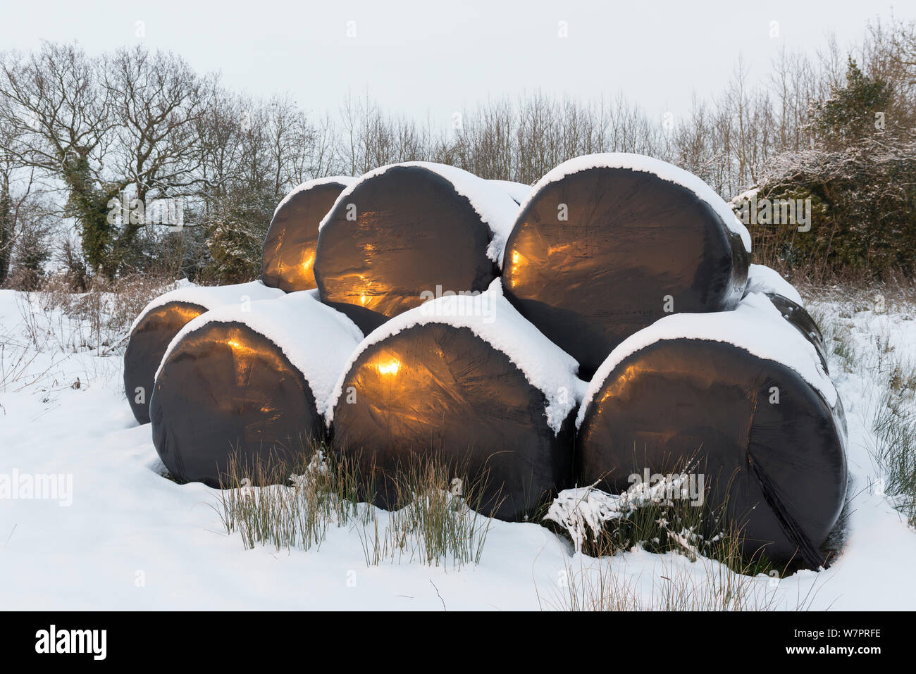 Halbheu Ballen in Kunststoff schwarz gehüllt, mit einer Schneedecke, Norfolk, England, Januar Stockfoto