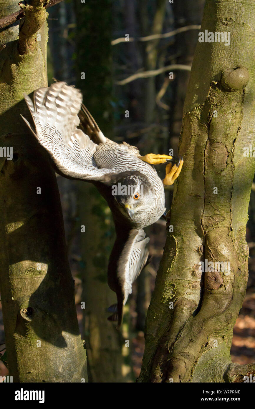 Habicht (Accipiter gentilis) erwachsenen weiblichen Fliegen durch Lücke in Laubbäumen, ausgebildete Vogel, Somerset, UK, Januar Stockfoto