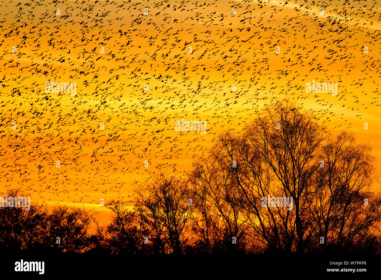 Riesige Herde von Stare (Sturnus Vulgaris) gegen orange Himmel bei Sonnenuntergang und Baum silouhettes, wie sie auf dem Sammeln in Schilf zu Roost, Schinken Wand RSPB Reservat, Somerset, England, UK, Dezember 2012 Stockfoto