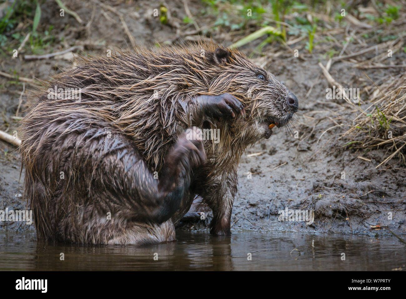Europäischer Biber (Castor Fiber) Sittng am Rand des Flusses zu kratzen. Hobol Fluss, Hobol, Ostfold, Norwegen, Mai. Stockfoto