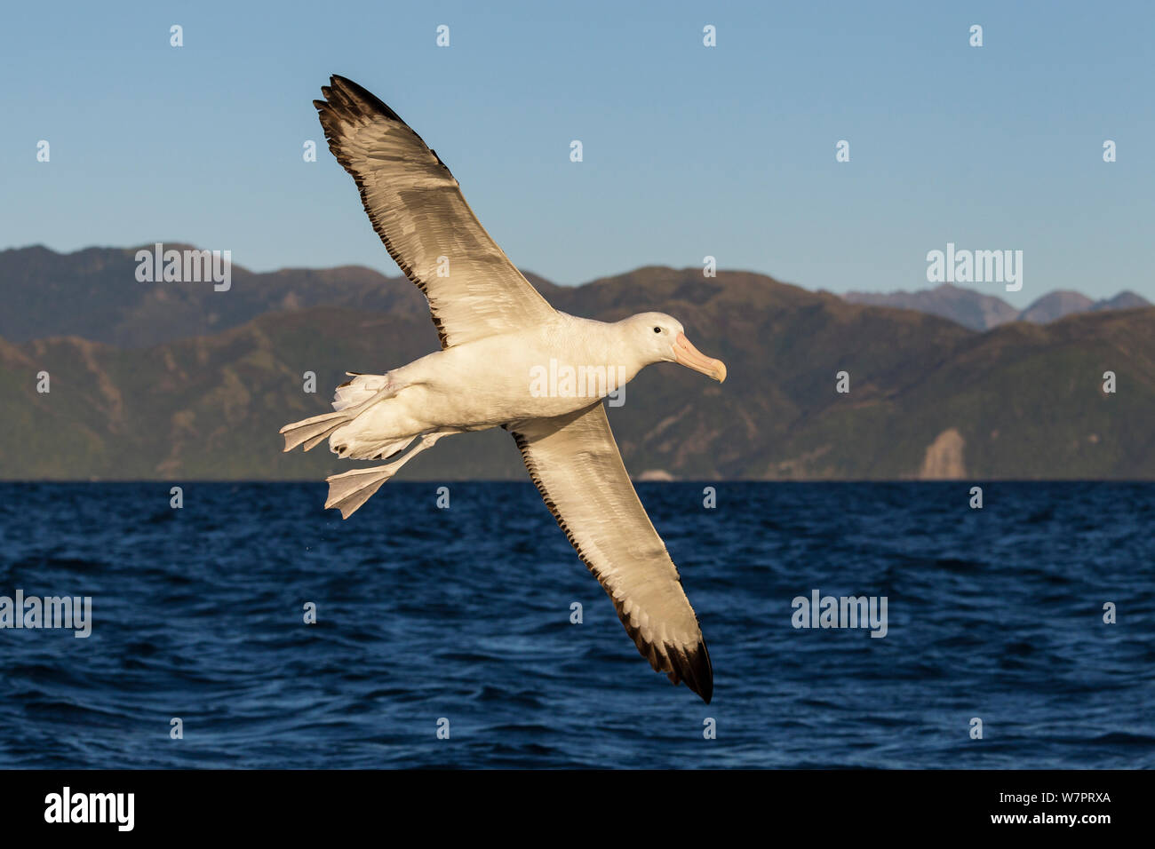 Gibson's Albatross (Diomedea antipodensis gibsoni) im Flug Kaikoura Küste im Hintergrund. Kaikoura, South Island, Neuseeland, Januar. Stockfoto