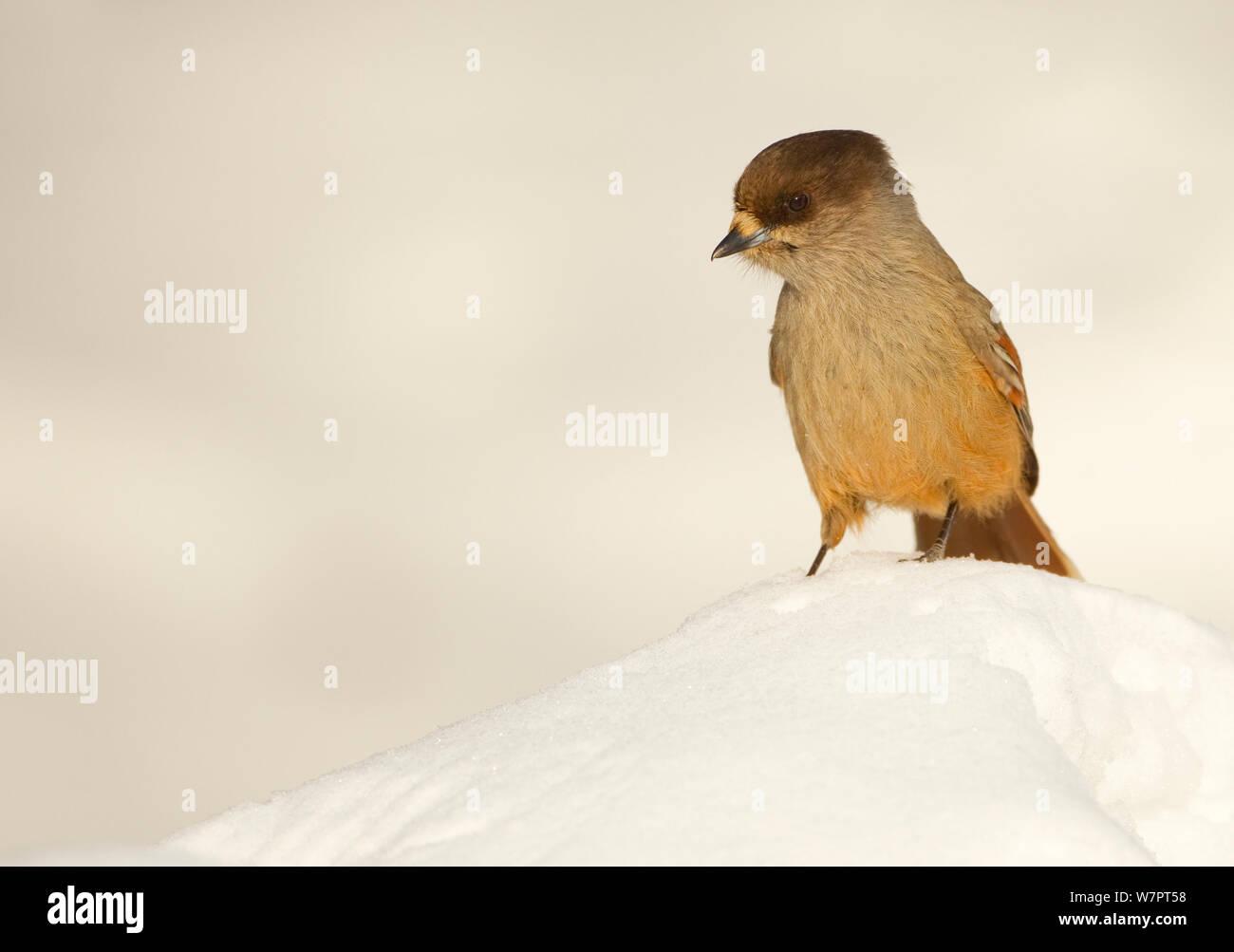 Sibirische Jay (Perisoreus infaustus) im Schnee, Finnland, März. Exlibris von Danny's Grün" Die lange Reise nach Norden" Stockfoto