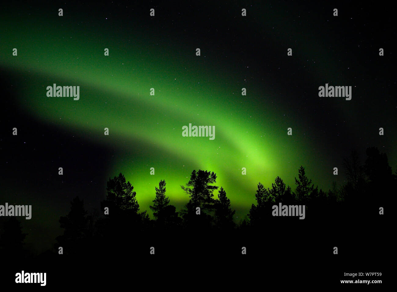 Aurora Borealis beleuchtet die Nacht Himmel grün, oberhalb der Nadelbäume, Finnland, Dezember 2005. Exlibris von Danny's Grün" Die lange Reise nach Norden" Stockfoto